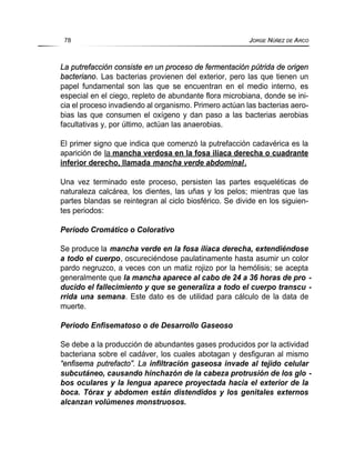 La putrefacción consiste en un proceso de fermentación pútrida de origen
bacteriano. Las bacterias provienen del exterior, pero las que tienen un
papel fundamental son las que se encuentran en el medio interno, es
especial en el ciego, repleto de abundante flora microbiana, donde se ini-
cia el proceso invadiendo al organismo. Primero actúan las bacterias aero-
bias las que consumen el oxígeno y dan paso a las bacterias aerobias
facultativas y, por último, actúan las anaerobias.
El primer signo que indica que comenzó la putrefacción cadavérica es la
aparición de la mancha verdosa en la fosa ilíaca derecha o cuadrante
inferior derecho, llamada mancha verde abdominal.
Una vez terminado este proceso, persisten las partes esqueléticas de
naturaleza calcárea, los dientes, las uñas y los pelos; mientras que las
partes blandas se reintegran al ciclo biosférico. Se divide en los siguien-
tes periodos:
Periodo Cromático o Colorativo
Se produce la mancha verde en la fosa ilíaca derecha, extendiéndose
a todo el cuerpo, oscureciéndose paulatinamente hasta asumir un color
pardo negruzco, a veces con un matiz rojizo por la hemólisis; se acepta
generalmente que la mancha aparece al cabo de 24 a 36 horas de pro -
ducido el fallecimiento y que se generaliza a todo el cuerpo transcu -
rrida una semana. Este dato es de utilidad para cálculo de la data de
muerte.
Periodo Enfisematoso o de Desarrollo Gaseoso
Se debe a la producción de abundantes gases producidos por la actividad
bacteriana sobre el cadáver, los cuales abotagan y desfiguran al mismo
“enfisema putrefacto”. La infiltración gaseosa invade al tejido celular
subcutáneo, causando hinchazón de la cabeza protrusión de los glo -
bos oculares y la lengua aparece proyectada hacia el exterior de la
boca. Tórax y abdomen están distendidos y los genitales externos
alcanzan volúmenes monstruosos.
78 JORGE NÚÑEZ DE ARCO
 