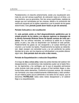 Paralelamente a lo descrito anteriormente, existe una visualización anó-
mala de una red venosa superficial, de coloración rojiza en el tórax y en
los miembros, que se generaliza. Son las venas superficiales, repletas de
sangre que son rechazadas por las vísceras, debido a la contracción del
ventrículo izquierdo por la rigidez cadavérica y por la presión de los gases
abdominales. Este período puede durar hasta un par de semanas.
Periodo Colicuativo o de Licuefacción
En este período existe un fácil desprendimiento epidérmico por la
simple presión de los dedos y en algunas regiones se despegan de
la dermis formando flictenas llenas de líquido sanioso de color par -
dusco. Por los orificios naturales, se evidencia la salida de un líquido
pardo; el pelo y las uñas se desprenden con facilidad en este periodo.
Posteriormente los gases se van escapando y el cuerpo disminuye de
volumen y se hunden los tejidos. Paulatinamente los tejidos se reblande-
cen, dejan escapar una serosidad sucia y se van perdiendo las partes
blandas de la cara, aún los órganos se individualizan y es posible obtener
algún dato. Este periodo dura de ocho a diez meses.
Periodo de Esqueletización o reducción Esquelética
A lo largo de dos a cinco años, todas las partes blandas del cadáver irán
desapareciendo. Los elementos más resistentes suelen ser el tejido fibro-
so, los ligamentos y los cartílagos, por lo que el esqueleto permanece
unido durante todo este período, aunque al final también llegan a des-
truirse todos estos elementos. Conforme el proceso avanza, las vísceras
van formando una masa anatómicamente indiferenciada y está constitui-
do por materia pardo oscura adherente a los lados de los caquis, que se
denomina PUTRÍLAGO, todos estos restos desaparecen y el cadáver
llega a su esqueletización.
LA AUTOPSIA 79
 