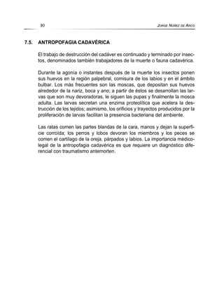 7.5. ANTROPOFAGIA CADAVÉRICA
El trabajo de destrucción del cadáver es continuado y terminado por insec-
tos, denominados también trabajadores de la muerte o fauna cadavérica.
Durante la agonía o instantes después de la muerte los insectos ponen
sus huevos en la región palpebral, comisura de los labios y en el ámbito
bulbar. Los más frecuentes son las moscas, que depositan sus huevos
alrededor de la nariz, boca y ano; a partir de éstos se desarrollan las lar-
vas que son muy devoradoras, le siguen las pupas y finalmente la mosca
adulta. Las larvas secretan una enzima proteolítica que acelera la des-
trucción de los tejidos; asimismo, los orificios y trayectos producidos por la
proliferación de larvas facilitan la presencia bacteriana del ambiente.
Las ratas comen las partes blandas de la cara, manos y dejan la superfi-
cie corroída; los perros y lobos devoran los miembros y los peces se
comen el cartílago de la oreja, párpados y labios. La importancia médico-
legal de la antropofagia cadavérica es que requiere un diagnóstico dife-
rencial con traumatismo antemorten.
80 JORGE NÚÑEZ DE ARCO
 