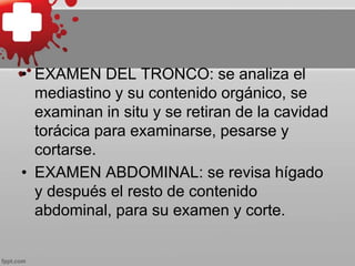 • EXAMEN DEL TRONCO: se analiza el
mediastino y su contenido orgánico, se
examinan in situ y se retiran de la cavidad
torácica para examinarse, pesarse y
cortarse.
• EXAMEN ABDOMINAL: se revisa hígado
y después el resto de contenido
abdominal, para su examen y corte.
 