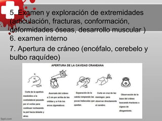 5. Examen y exploración de extremidades
(articulación, fracturas, conformación,
deformidades óseas, desarrollo muscular )
6. examen interno
7. Apertura de cráneo (encéfalo, cerebelo y
bulbo raquídeo)
 
