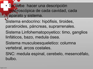 • Se debe hacer una descripción
macroscópica de cada cavidad, cada
aparato y sistema.
Sistema endocrino: hipófisis, tiroides,
paratiroides, páncreas, suprarrenales.
Sistema Linfohematopoyetico: timo, ganglios
linfáticos, bazo, medula ósea.
Sistema musculoesqueletico: columna
vertebral, arcos costales.
SNC: medula espinal, cerebelo, mesencéfalo,
bulbo.
 