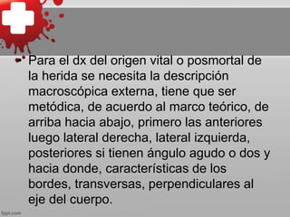 • Para el dx del origen vital o posmortal de
la herida se necesita la descripción
macroscópica externa, tiene que ser
metódica, de acuerdo al marco teórico, de
arriba hacia abajo, primero las anteriores
luego lateral derecha, lateral izquierda,
posteriores si tienen ángulo agudo o dos y
hacia donde, características de los
bordes, transversas, perpendiculares al
eje del cuerpo.
 