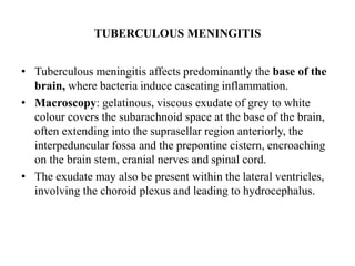 TUBERCULOUS MENINGITIS
• Tuberculous meningitis affects predominantly the base of the
brain, where bacteria induce caseating inflammation.
• Macroscopy: gelatinous, viscous exudate of grey to white
colour covers the subarachnoid space at the base of the brain,
often extending into the suprasellar region anteriorly, the
interpeduncular fossa and the prepontine cistern, encroaching
on the brain stem, cranial nerves and spinal cord.
• The exudate may also be present within the lateral ventricles,
involving the choroid plexus and leading to hydrocephalus.
 