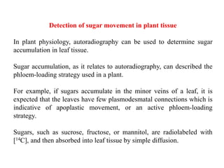 Detection of sugar movement in plant tissue
In plant physiology, autoradiography can be used to determine sugar
accumulation in leaf tissue.
Sugar accumulation, as it relates to autoradiography, can described the
phloem-loading strategy used in a plant.
For example, if sugars accumulate in the minor veins of a leaf, it is
expected that the leaves have few plasmodesmatal connections which is
indicative of apoplastic movement, or an active phloem-loading
strategy.
Sugars, such as sucrose, fructose, or mannitol, are radiolabeled with
[14C], and then absorbed into leaf tissue by simple diffusion.
 