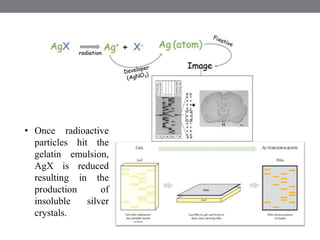 • Once radioactive
particles hit the
gelatin emulsion,
AgX is reduced
resulting in the
production of
insoluble silver
crystals.
 