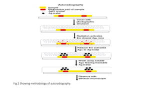AUTORADIOGRAPHY. Principle and methodology.pptx