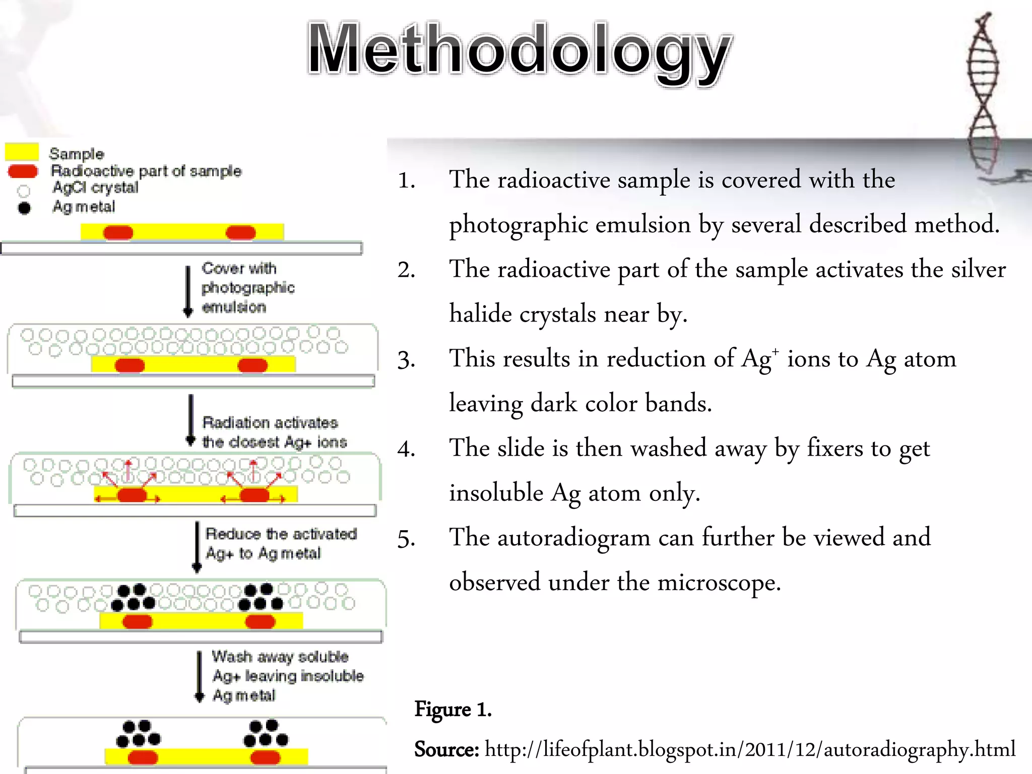 Autoradiography PPT