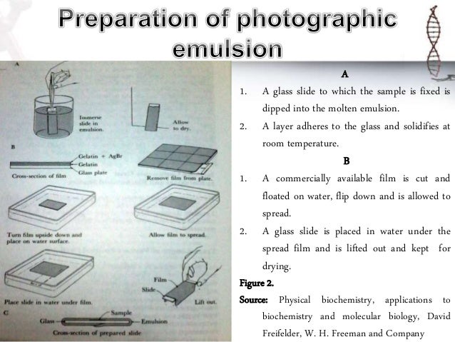 autoradiography 6 638 jpg cb 1510115338 autoradiography