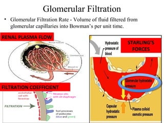 Autoregulation of Glomerular Filtration Rate