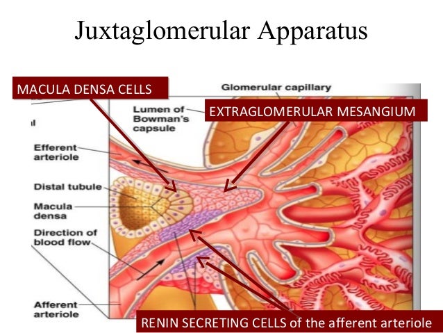 juxtaglomerular apparatus