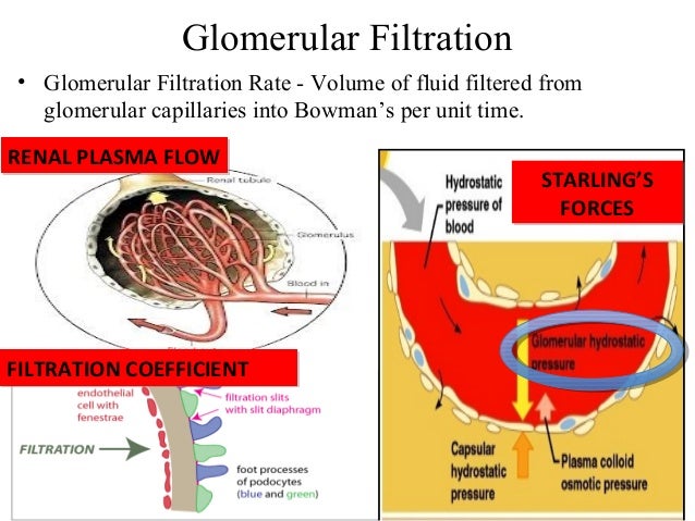 system fluid resistance Filtration Rate Glomerular of Autoregulation