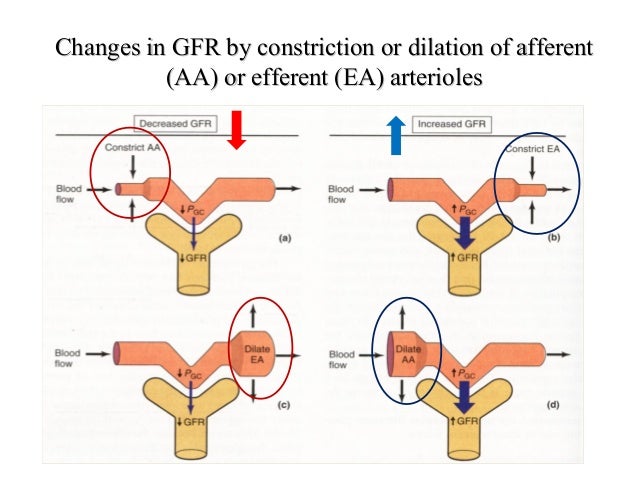 Autoregulation of Glomerular Filtration Rate