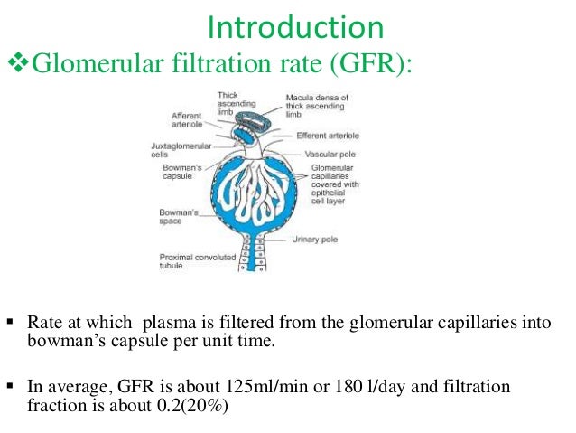 Autoregulation of glomerular filtration rate and renal blood