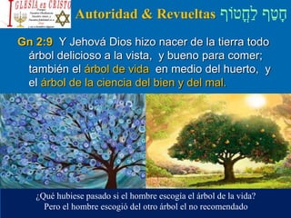 ‫ֳטֹוף‬‫ח‬ַ‫ל‬ ‫ף‬ַ‫ט‬ָ‫ח‬Autoridad & Revueltas
Gn 2:9 Y Jehová Dios hizo nacer de la tierra todo
árbol delicioso a la vista, y bueno para comer;
también el árbol de vida en medio del huerto, y
el árbol de la ciencia del bien y del mal.
¿Qué hubiese pasado si el hombre escogía el árbol de la vida?
Pero el hombre escogió del otro árbol el no recomendado
 