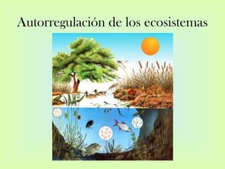 Autorregulación de los ecosistemas
 