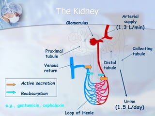 The Kidney
Active secretion
Reabsorption
e.g., gentamicin, cephalexin
Arterial
supply
(1.3 L/min)
Venous
return
Proximal
tubule
Distal
tubule
Loop of Henle
Collecting
tubule
Urine
(1.5 L/day)
Glomerulus
 