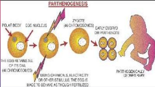 Autotomy parthenogenesis 