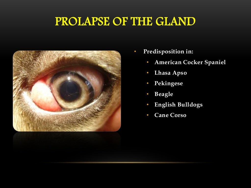 Autotransplantation of the recurrently prolapsed third eyelid gland i…