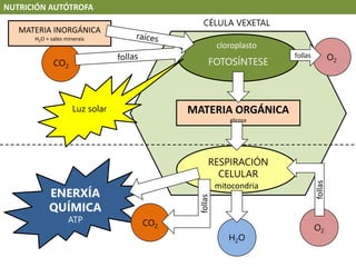 CO2
ENERXÍA
QUÍMICA
ATP
NUTRICIÓN AUTÓTROFA
MATERIA INORGÁNICA
H2O + sales minerais
CÉLULA VEXETAL
CO2
cloroplasto
FOTOSÍNTESE
MATERIA ORGÁNICA
glicosa
mitocondria
RESPIRACIÓN
CELULAR
O2
follas
Luz solar
O2
follas
follas
H2O
 