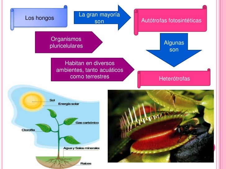 nutricion autotrofa y heterotrofa