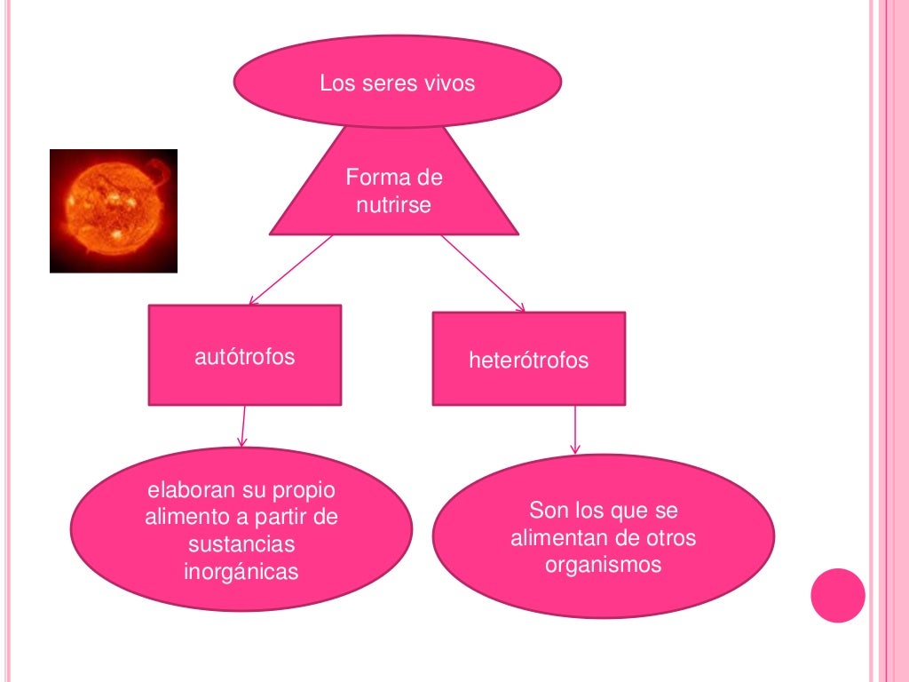 nutricion autotrofa y heterotrofa