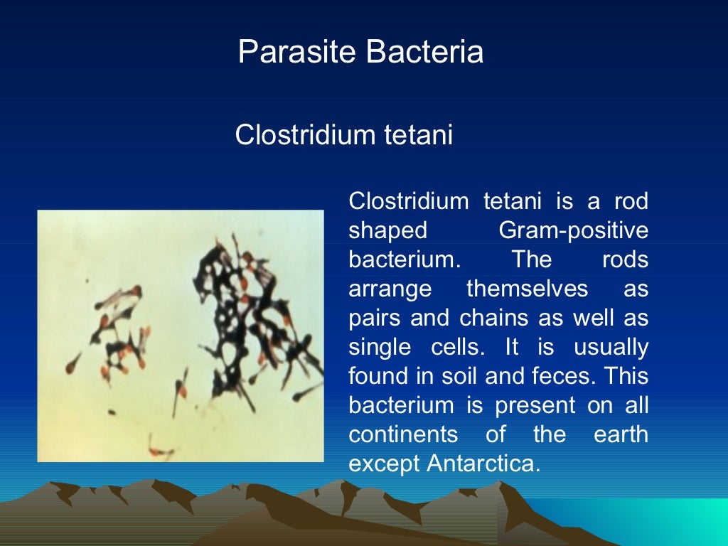 Eubacteria S Secret Diet Autotroph Or Heterotroph - 0w5elie