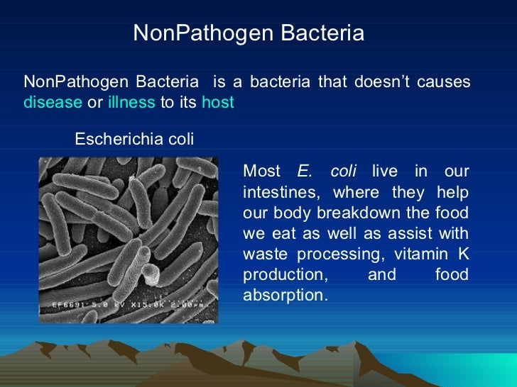 Eubacteria S Secret Diet Autotroph Or Heterotroph - ywlbhvq