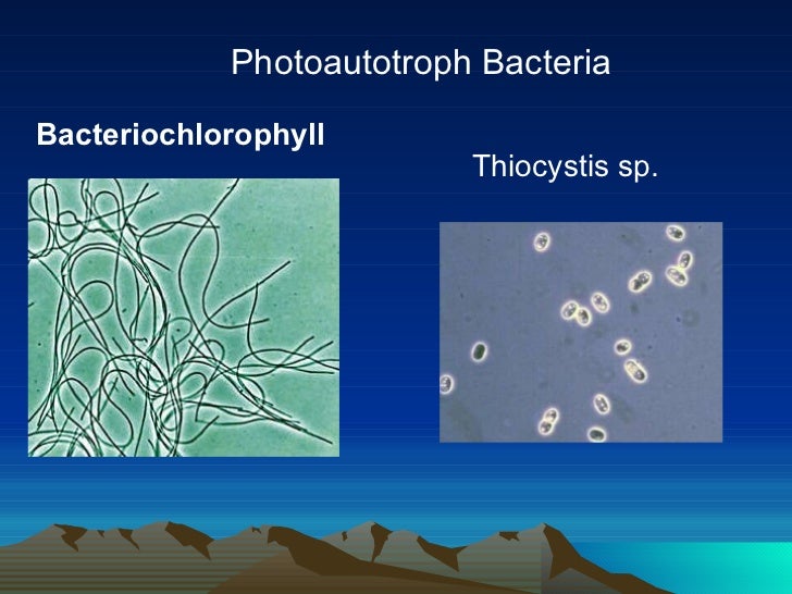 Autotroph & heterotroph bacteria