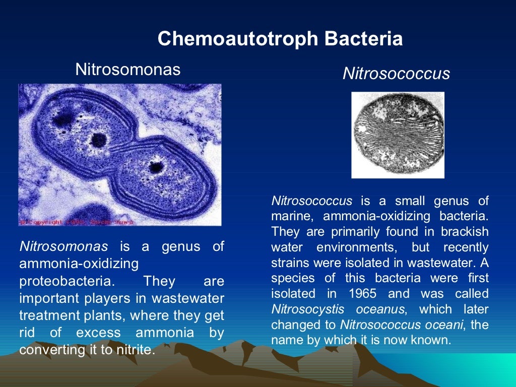 Autotroph & heterotroph bacteria