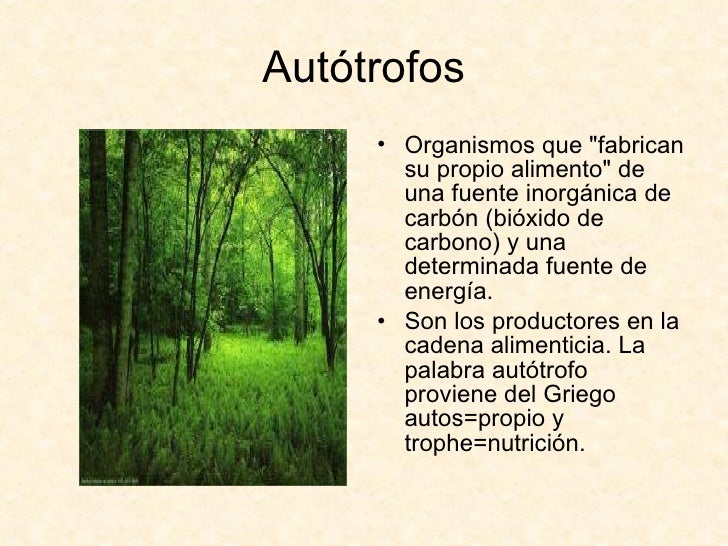 Autótrofos