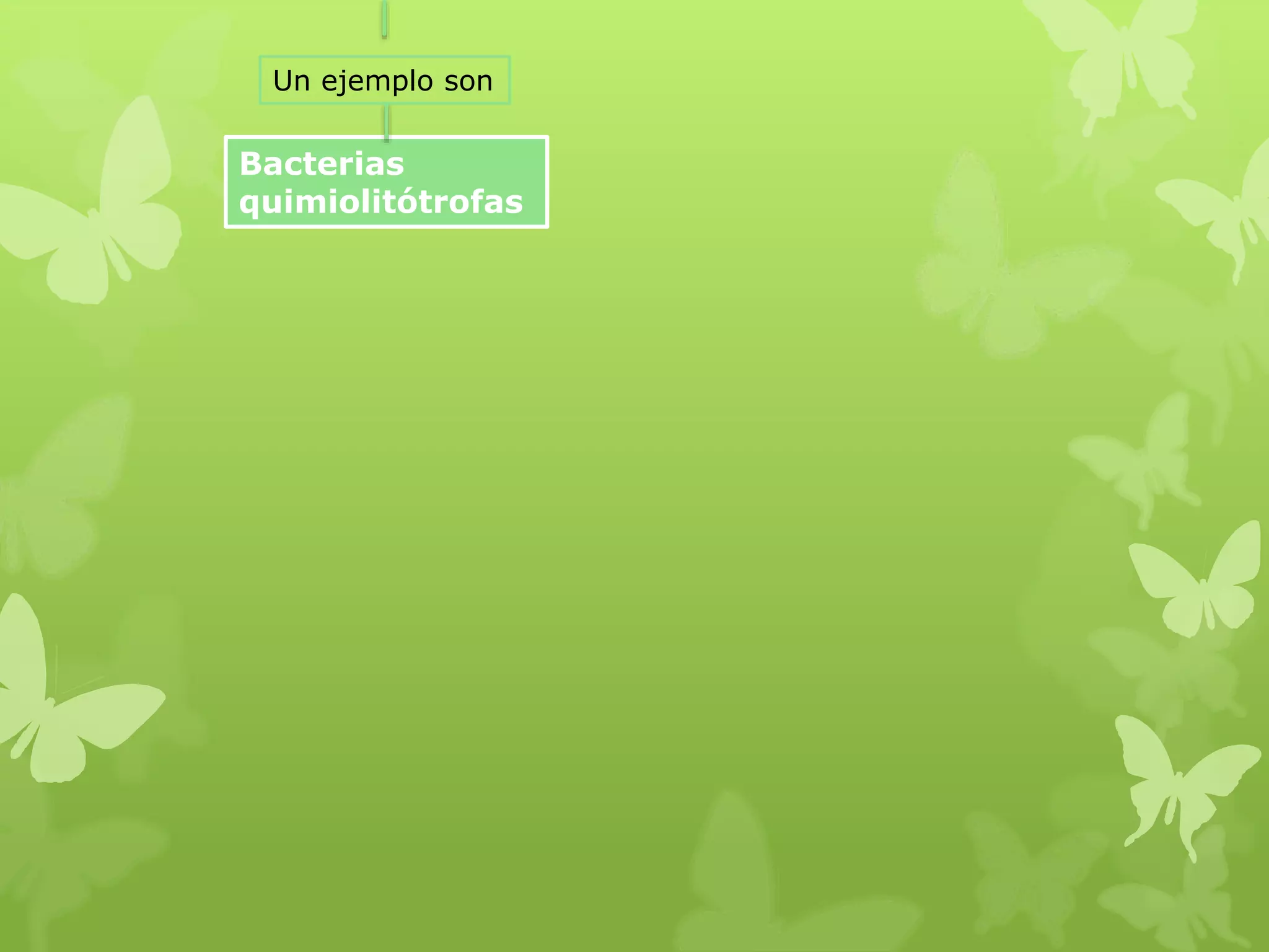 Bacterias
quimiolitótrofas
Un ejemplo son
 