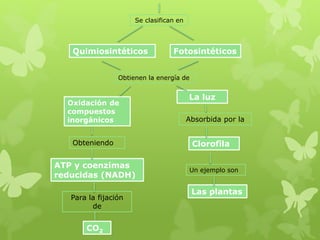 Las plantas
Un ejemplo son
Clorofila
Absorbida por la
La luz
Obtienen la energía de
ATP y coenzimas
reducidas (NADH)
Obteniendo
Oxidación de
compuestos
inorgánicos
FotosintéticosQuimiosintéticos
Se clasifican en
Para la fijación
de
CO2
 