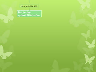 Bacterias
quimiolitótrofas
Un ejemplo son
 