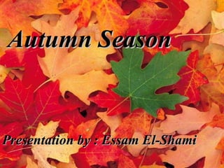 Autumn Season Presentation by : Essam El-Shami 