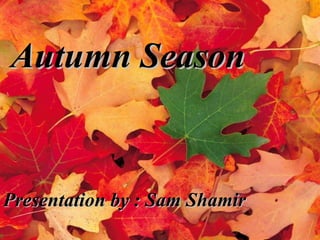 Autumn Season Presentation by : Sam Shamir 