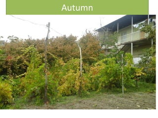 Autumn
 