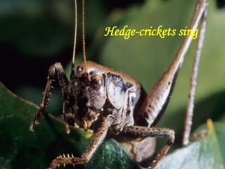 Hedge-crickets sing
 