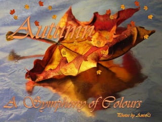 Autumn A Symphonyof Colours Photos by AmiLi 