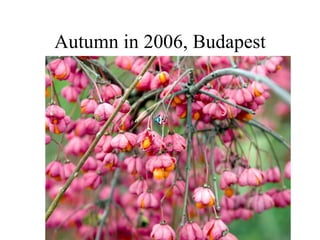 Autumn in 2006, Budapest 