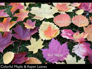 Autumn Leaves