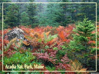 Acadia Nat. Park, Maine 