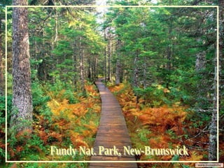 Fundy Nat. Park, New-Brunswick 