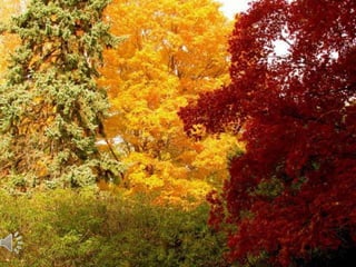 Autumn beauty. (v.m.)