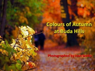 Colours of Autumn at Buda Hills Photographed by Ivan Szedo 