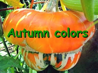 Autumn colorsAutumn colors
 
