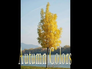 Autumn Colors 