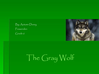 By: Autumn Dorey Fessenden Grade 6 The Gray Wolf 
