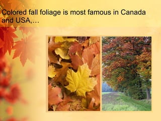 Colored fall foliage is most famous in Canada and USA,…  