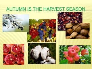 AUTUMN IS THE HARVEST SEASON
 